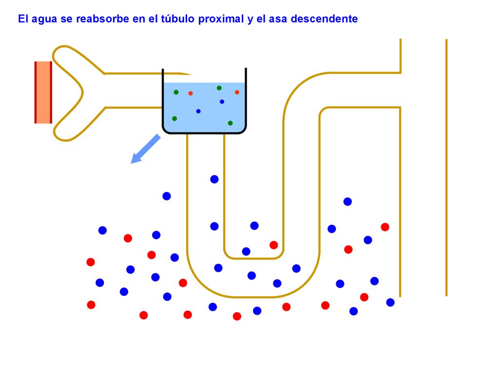 El agua se reabsorbe en el túbulo proximal y el asa descendente