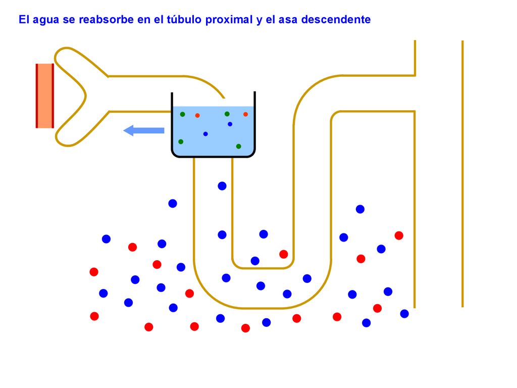 El agua se reabsorbe en el túbulo proximal y el asa descendente