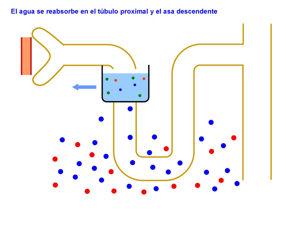 El agua se reabsorbe en el túbulo proximal y el asa descendente
