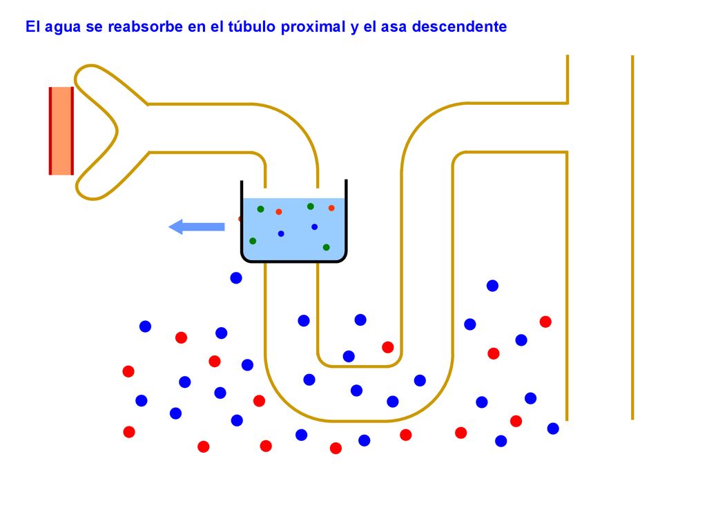 El agua se reabsorbe en el túbulo proximal y el asa descendente