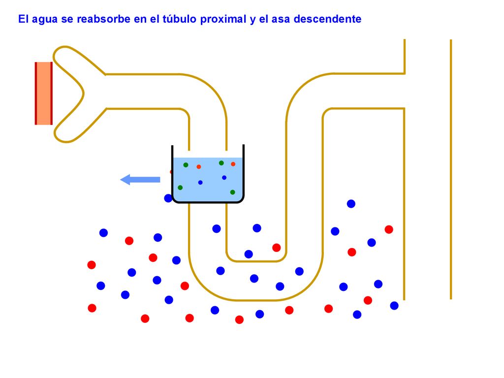 El agua se reabsorbe en el túbulo proximal y el asa descendente