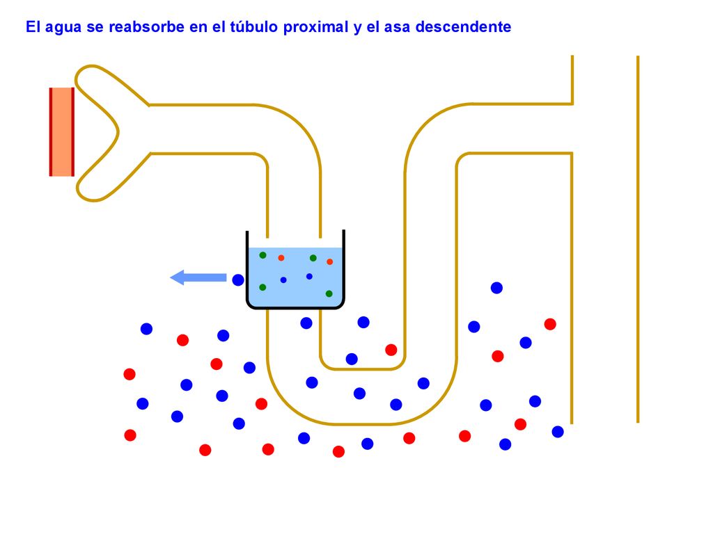 El agua se reabsorbe en el túbulo proximal y el asa descendente