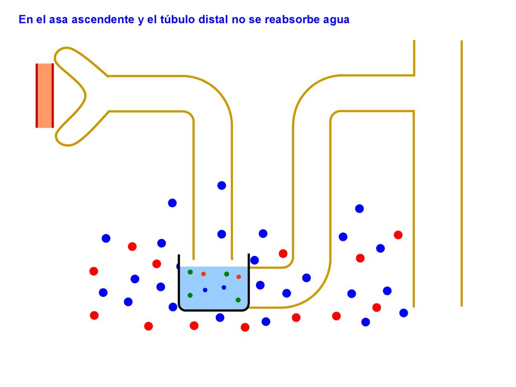 En el asa ascendente y el túbulo distal no se reabsorbe agua