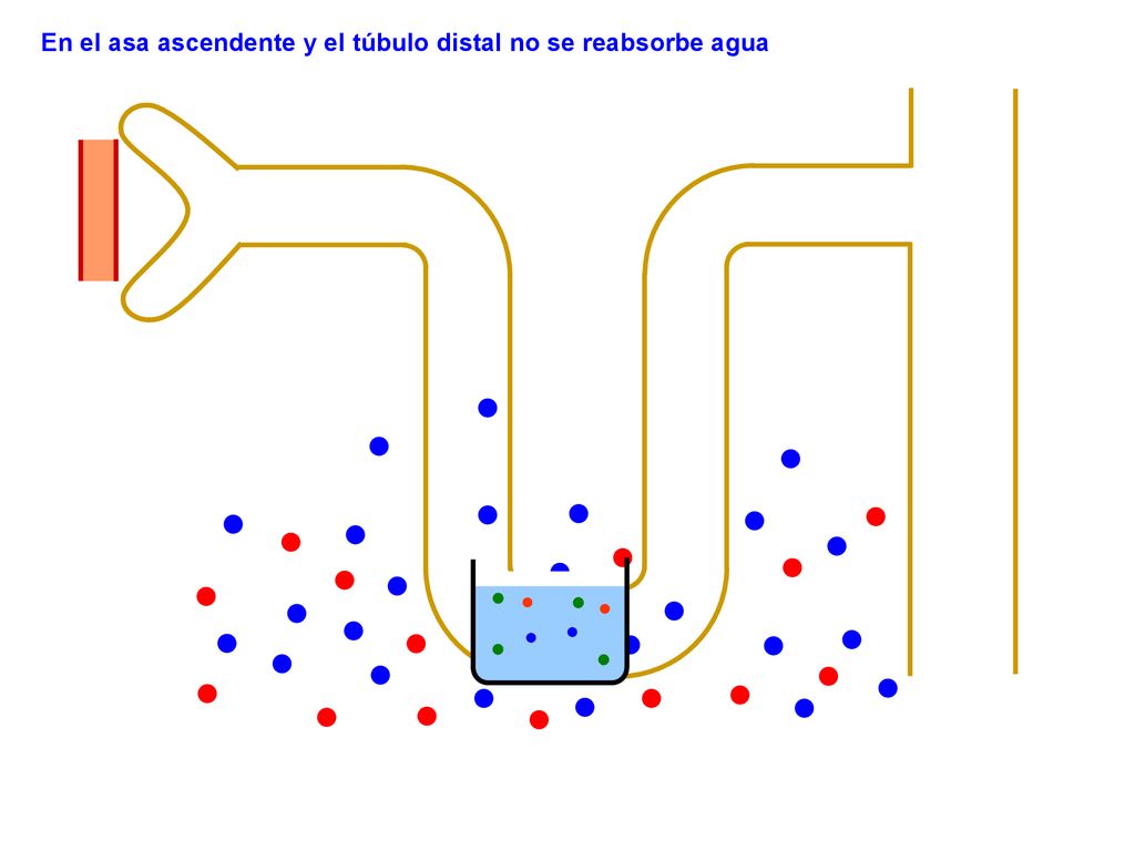 En el asa ascendente y el túbulo distal no se reabsorbe agua