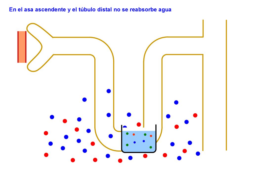En el asa ascendente y el túbulo distal no se reabsorbe agua