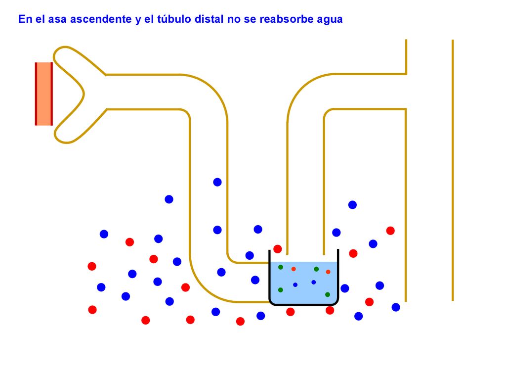En el asa ascendente y el túbulo distal no se reabsorbe agua