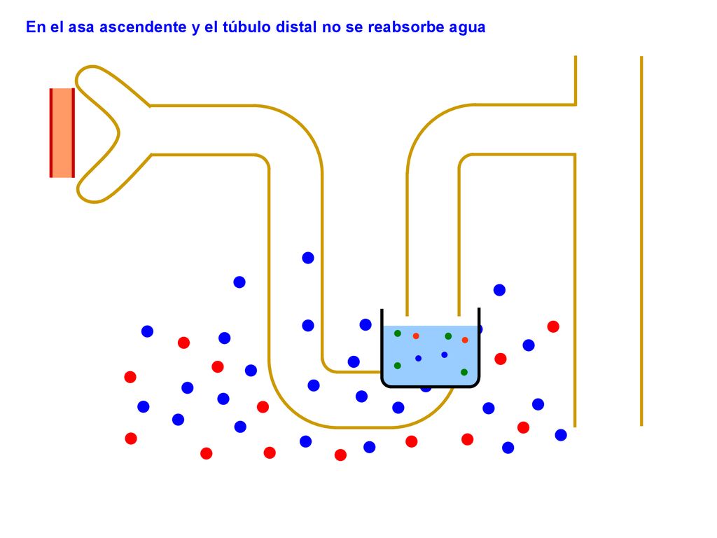En el asa ascendente y el túbulo distal no se reabsorbe agua