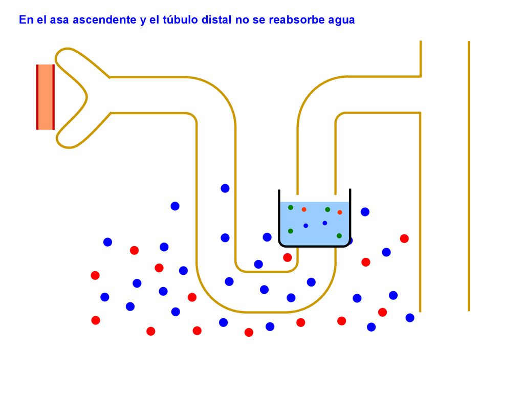 En el asa ascendente y el túbulo distal no se reabsorbe agua
