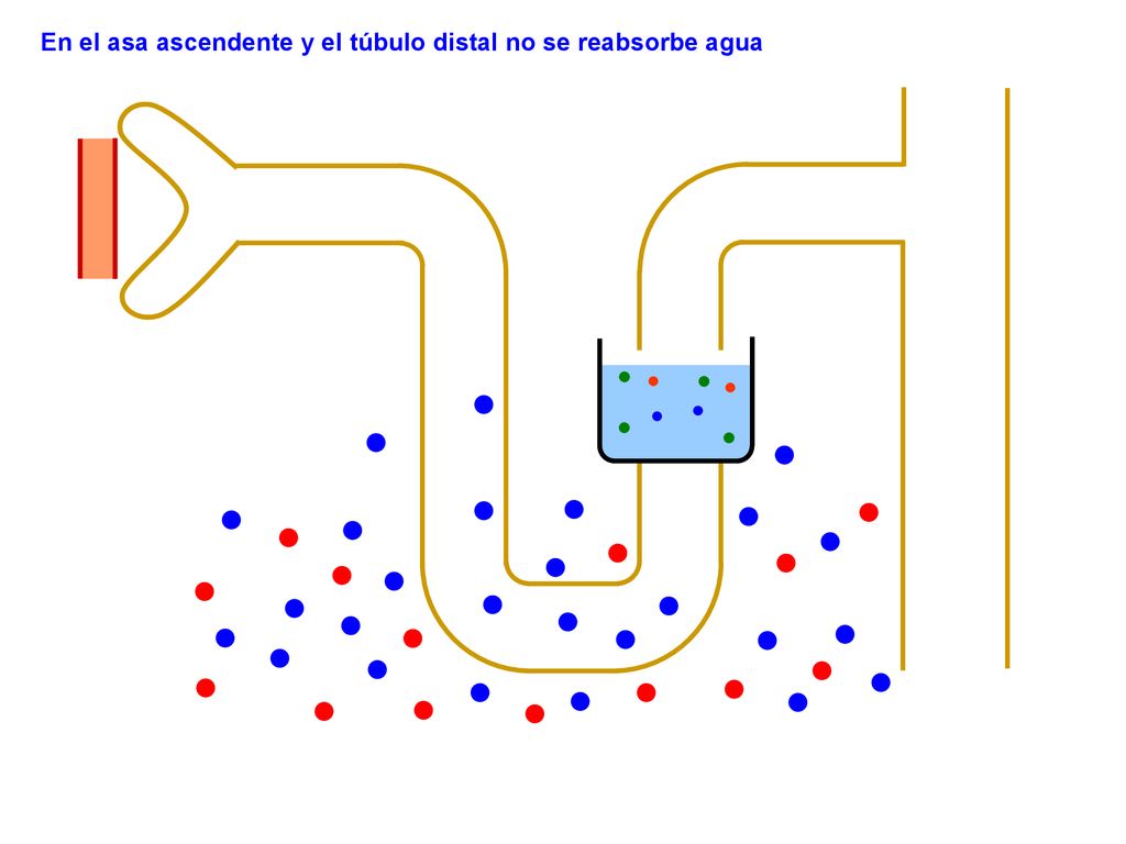 En el asa ascendente y el túbulo distal no se reabsorbe agua