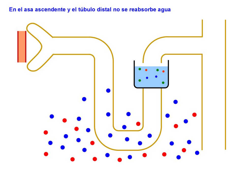 En el asa ascendente y el túbulo distal no se reabsorbe agua