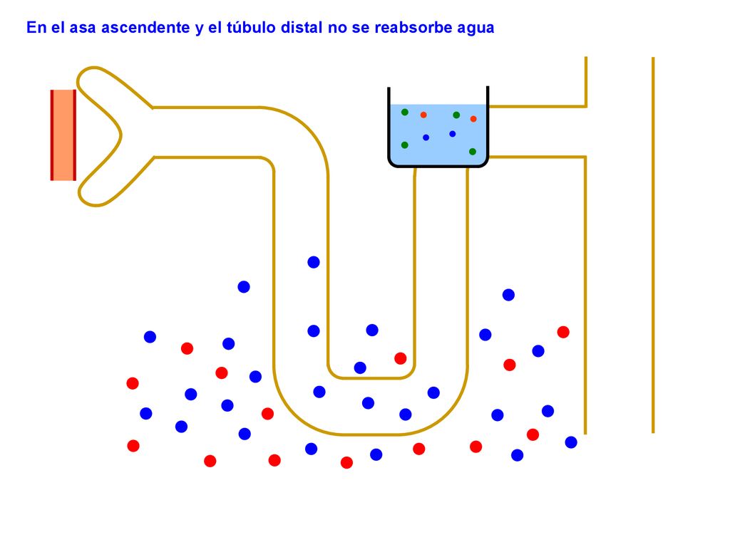 En el asa ascendente y el túbulo distal no se reabsorbe agua