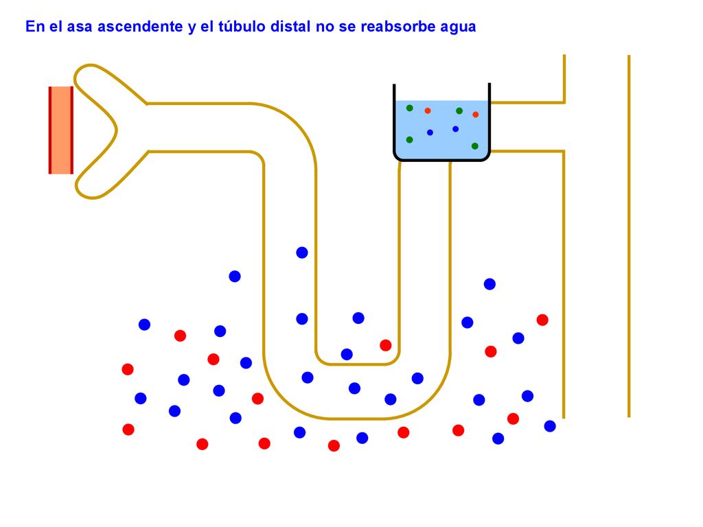 En el asa ascendente y el túbulo distal no se reabsorbe agua