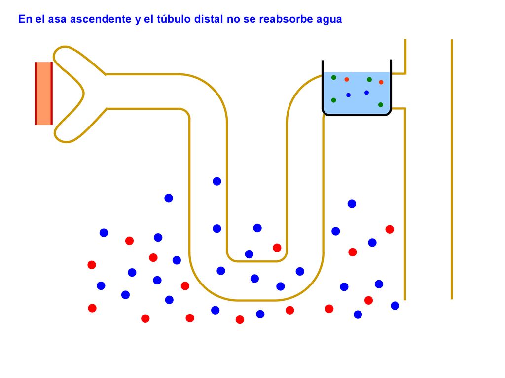 En el asa ascendente y el túbulo distal no se reabsorbe agua