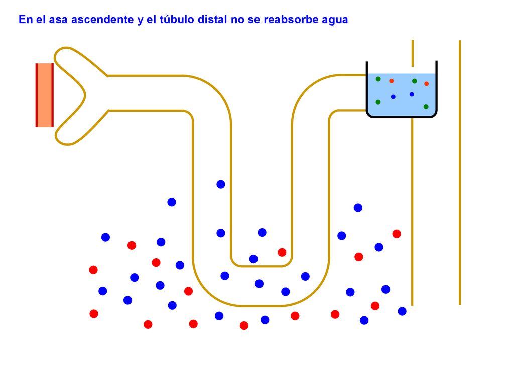 En el asa ascendente y el túbulo distal no se reabsorbe agua