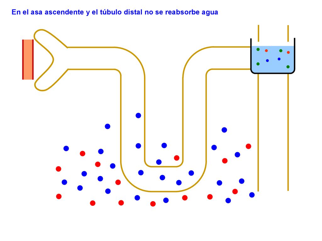 En el asa ascendente y el túbulo distal no se reabsorbe agua