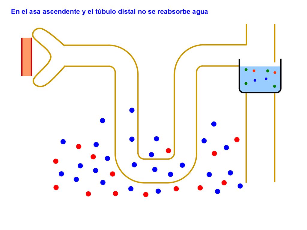 En el asa ascendente y el túbulo distal no se reabsorbe agua