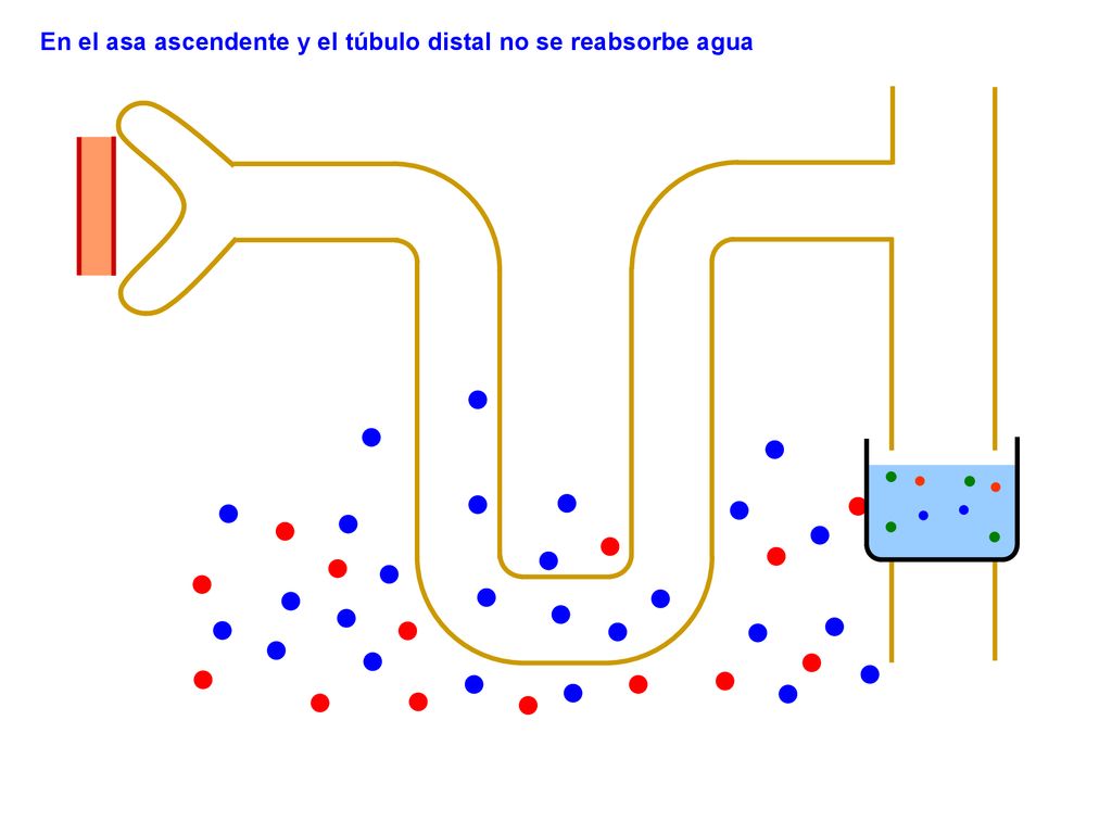 En el asa ascendente y el túbulo distal no se reabsorbe agua
