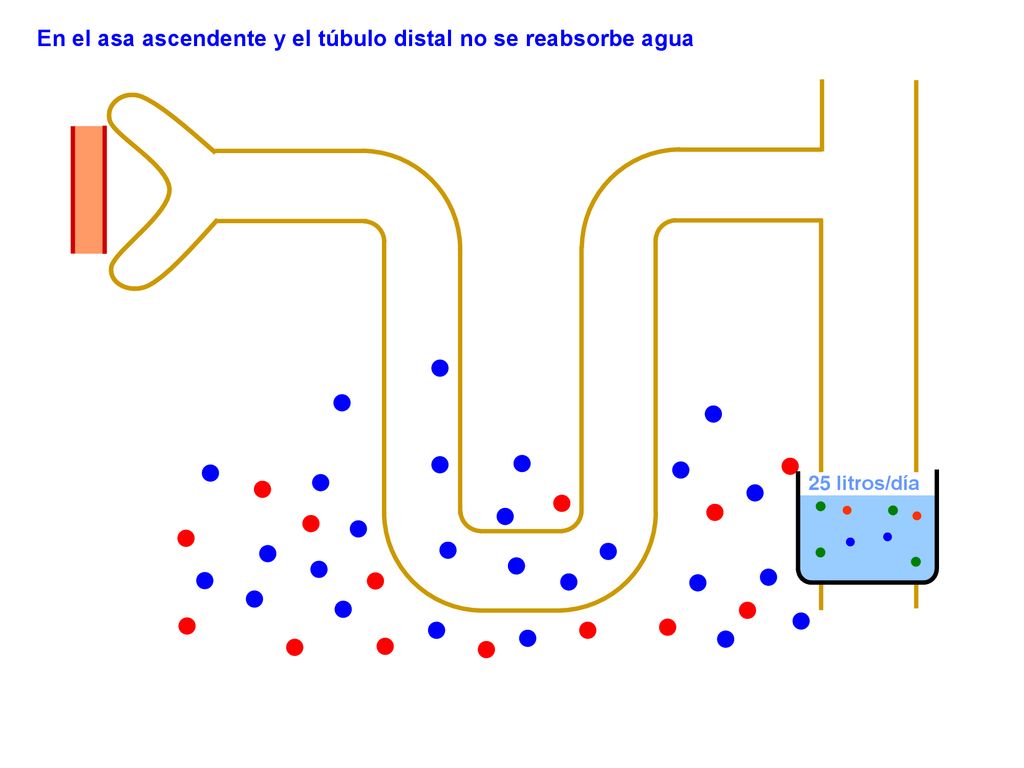 En el asa ascendente y el túbulo distal no se reabsorbe agua