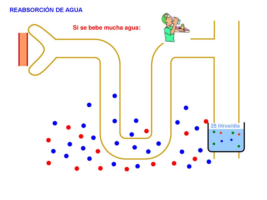 REABSORCIÓN DE AGUA Si se bebe mucha agua: 25 litros/día