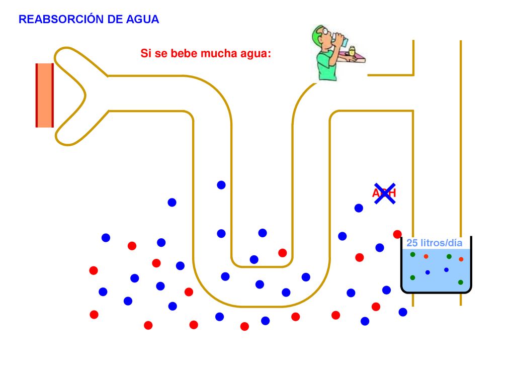 REABSORCIÓN DE AGUA Si se bebe mucha agua: ADH 25 litros/día