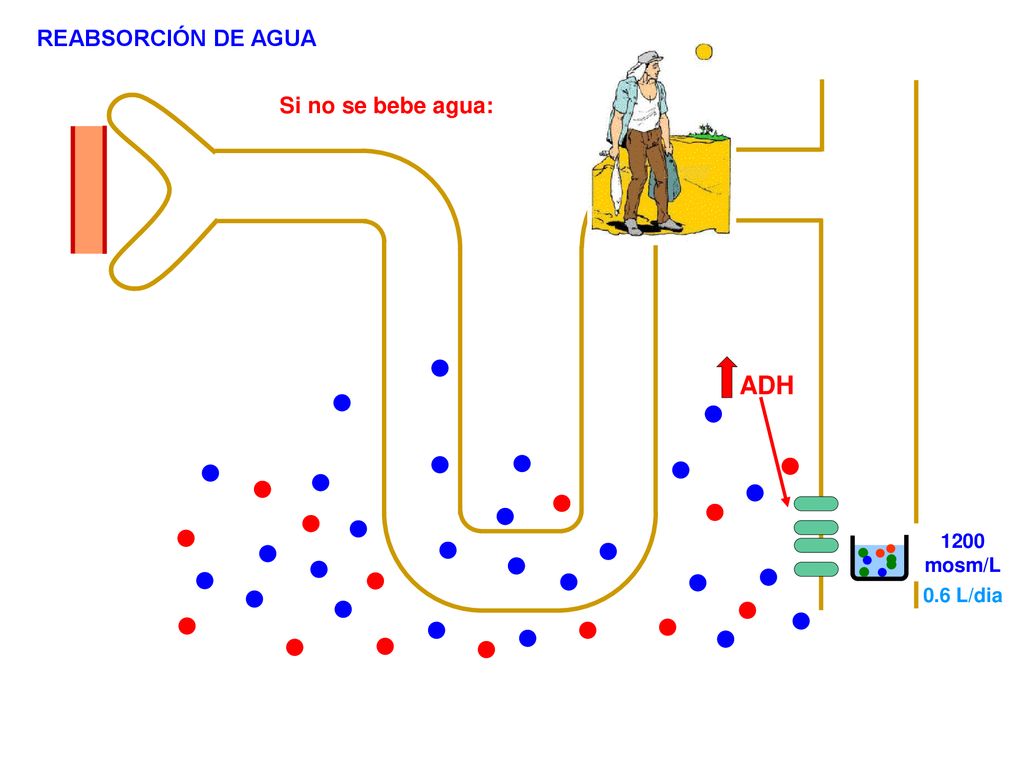 REABSORCIÓN DE AGUA Si no se bebe agua: ADH 1200 mosm/L 0.6 L/dia