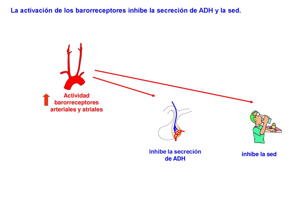La activación de los barorreceptores inhibe la secreción de ADH y la sed.