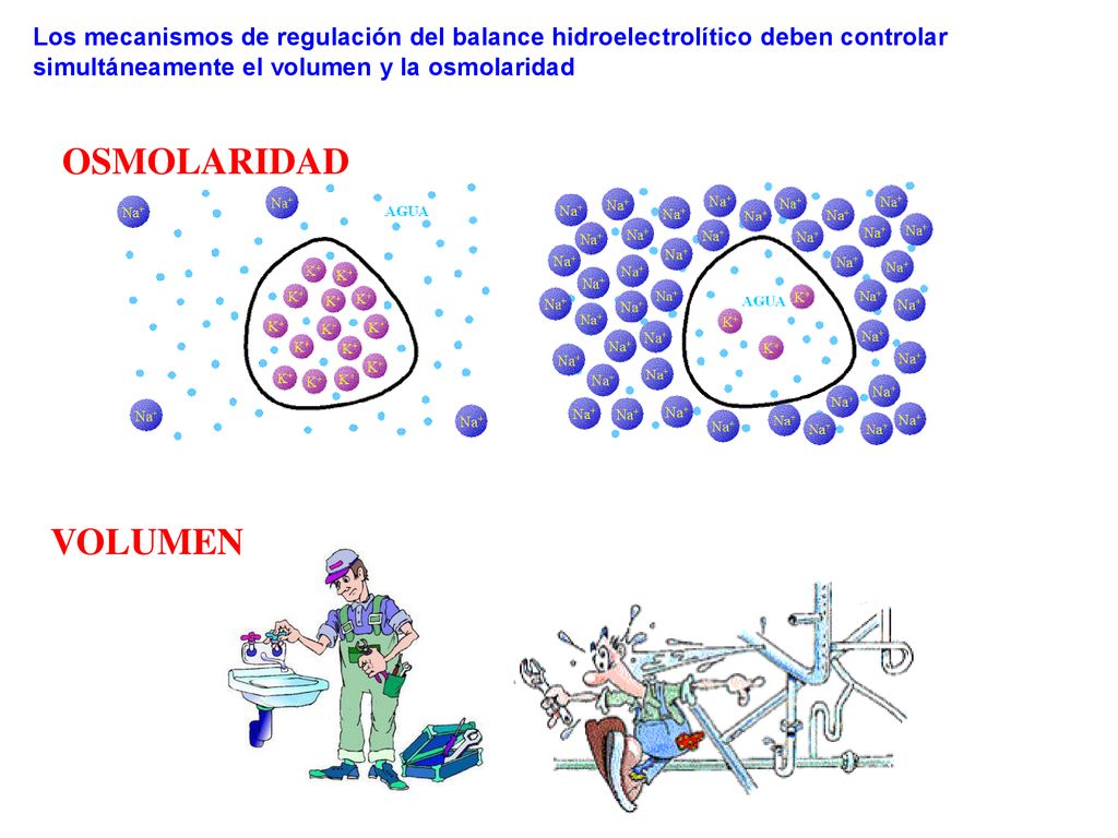 Los mecanismos de regulación del balance hidroelectrolítico deben controlar simultáneamente el volumen y la osmolaridad