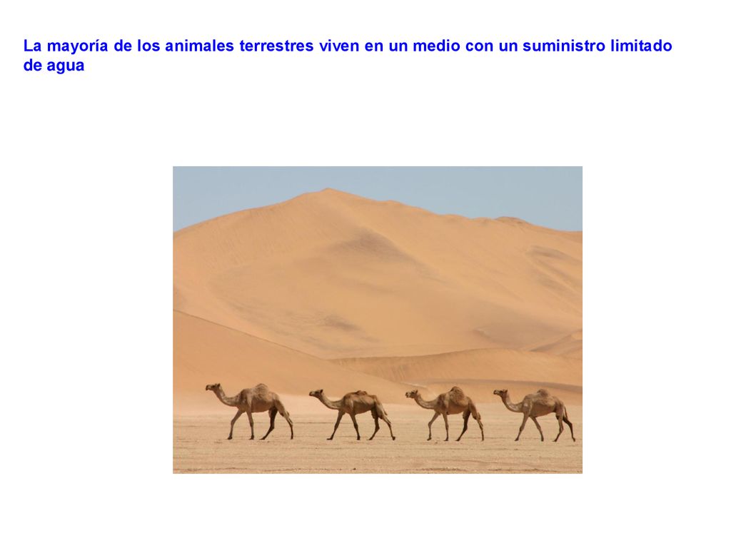 La mayoría de los animales terrestres viven en un medio con un suministro limitado de agua