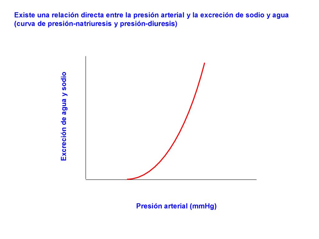 Existe una relación directa entre la presión arterial y la excreción de sodio y agua (curva de presión-natriuresis y presión-diuresis)