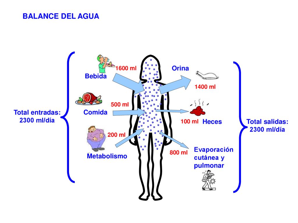 BALANCE DEL AGUA Orina Bebida Total entradas: 2300 ml/día Comida Heces