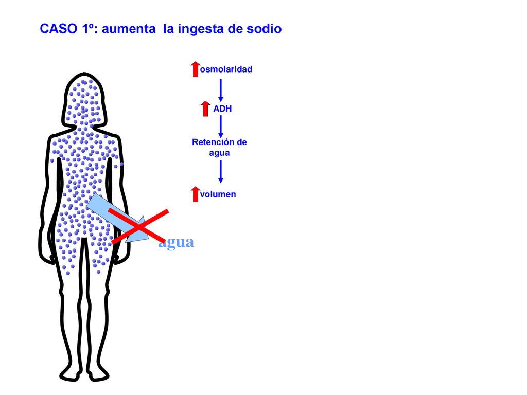 agua CASO 1º: aumenta la ingesta de sodio osmolaridad ADH