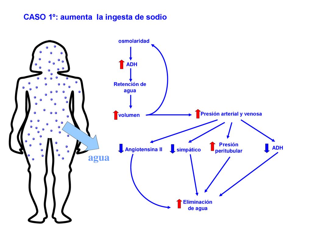 agua CASO 1º: aumenta la ingesta de sodio osmolaridad ADH