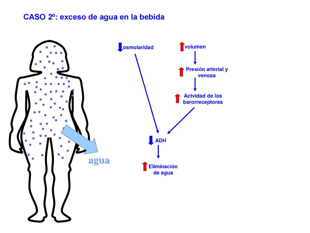 Presión arterial y venosa Actvidad de los barorreceptores