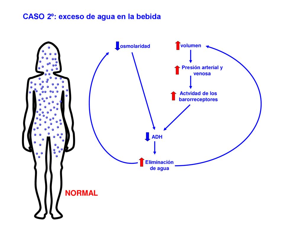 Presión arterial y venosa Actvidad de los barorreceptores