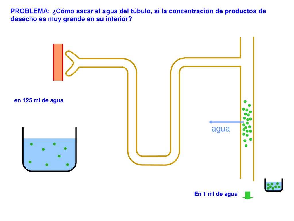 PROBLEMA: ¿Cómo sacar el agua del túbulo, si la concentración de productos de desecho es muy grande en su interior
