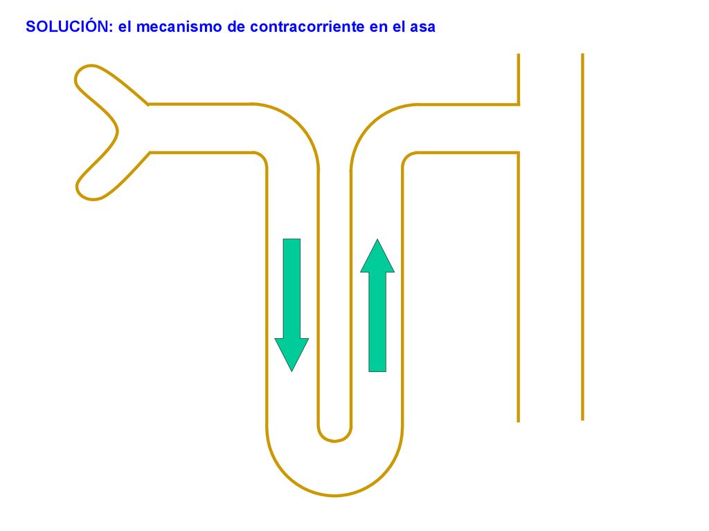 SOLUCIÓN: el mecanismo de contracorriente en el asa