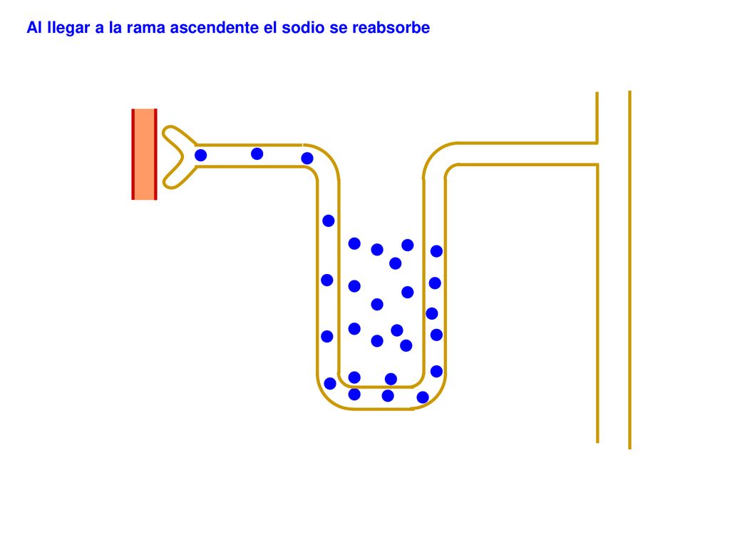 Al llegar a la rama ascendente el sodio se reabsorbe