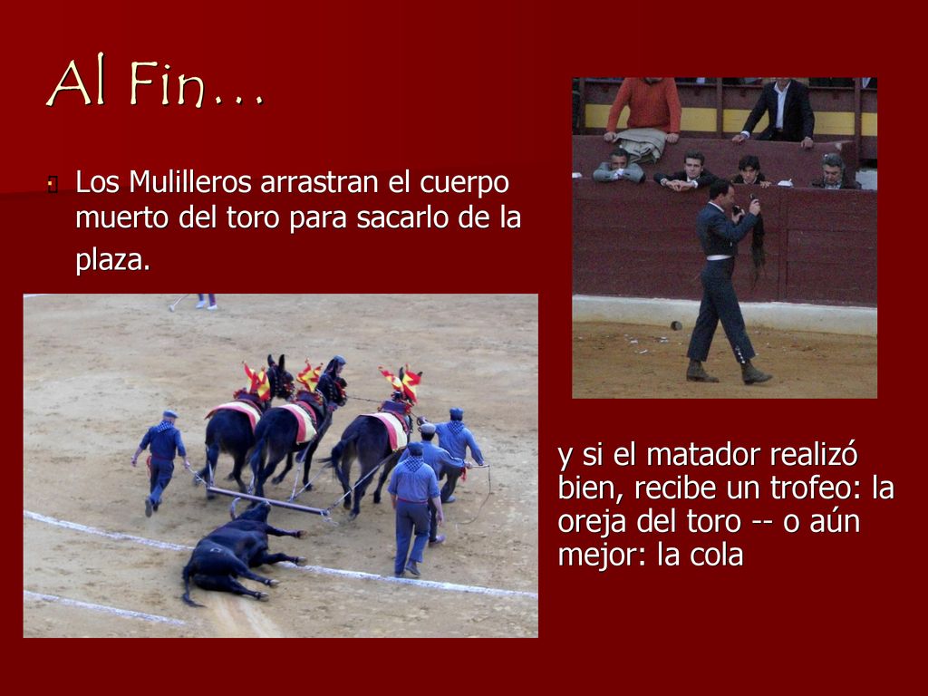Al Fin… Los Mulilleros arrastran el cuerpo muerto del toro para sacarlo de la plaza.