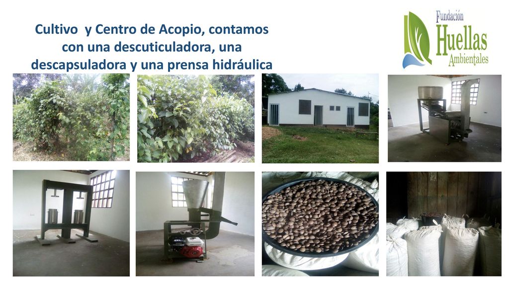 Cultivo y Centro de Acopio, contamos con una descuticuladora, una descapsuladora y una prensa hidráulica