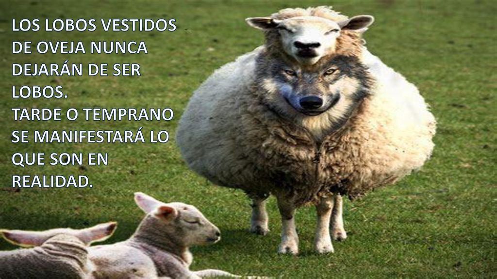LOS LOBOS VESTIDOS DE OVEJA NUNCA DEJARÁN DE SER LOBOS.
