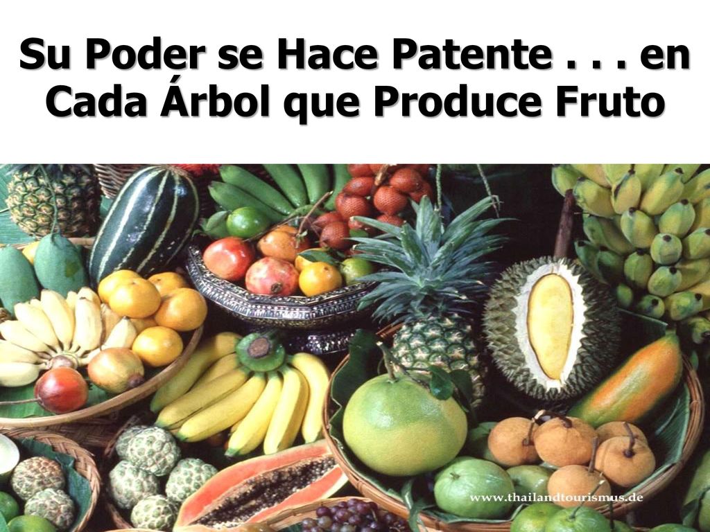 Su Poder se Hace Patente en Cada Árbol que Produce Fruto