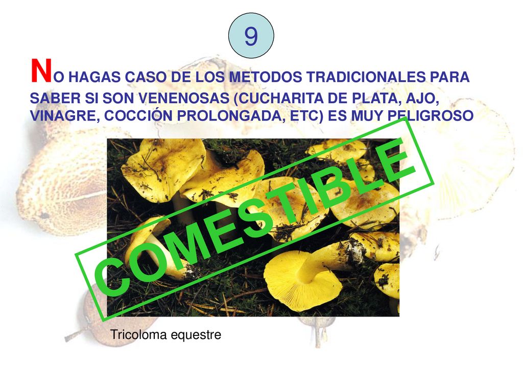 9 NO HAGAS CASO DE LOS METODOS TRADICIONALES PARA SABER SI SON VENENOSAS (CUCHARITA DE PLATA, AJO, VINAGRE, COCCIÓN PROLONGADA, ETC) ES MUY PELIGROSO.