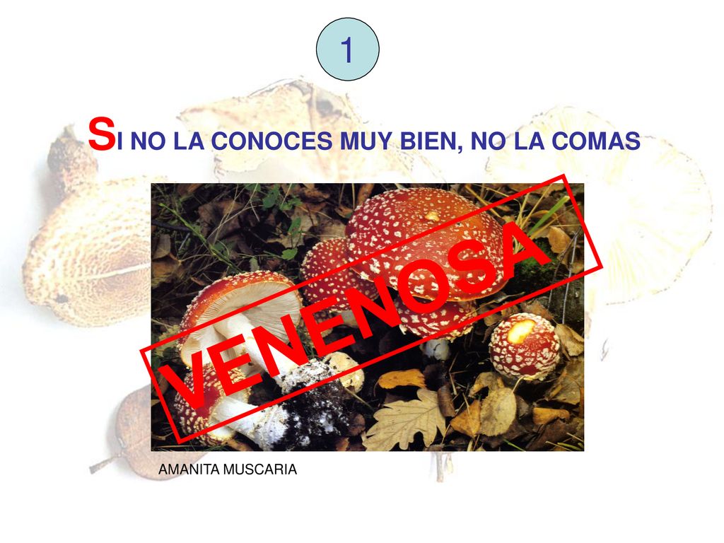 1 SI NO LA CONOCES MUY BIEN, NO LA COMAS VENENOSA AMANITA MUSCARIA