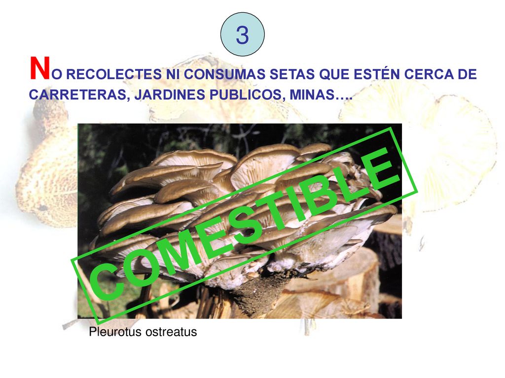 3 NO RECOLECTES NI CONSUMAS SETAS QUE ESTÉN CERCA DE CARRETERAS, JARDINES PUBLICOS, MINAS…. COMESTIBLE.