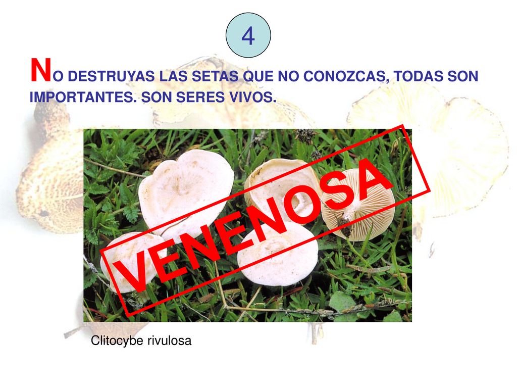 4 NO DESTRUYAS LAS SETAS QUE NO CONOZCAS, TODAS SON IMPORTANTES.