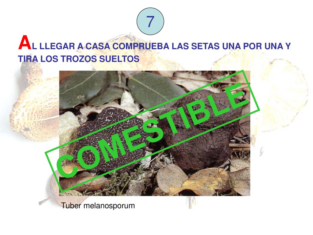 7 AL LLEGAR A CASA COMPRUEBA LAS SETAS UNA POR UNA Y TIRA LOS TROZOS SUELTOS.