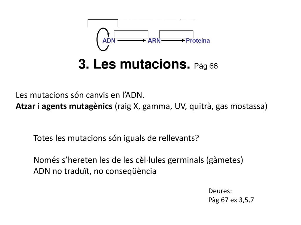 3. Les mutacions. Pàg 66 Les mutacions són canvis en l’ADN.