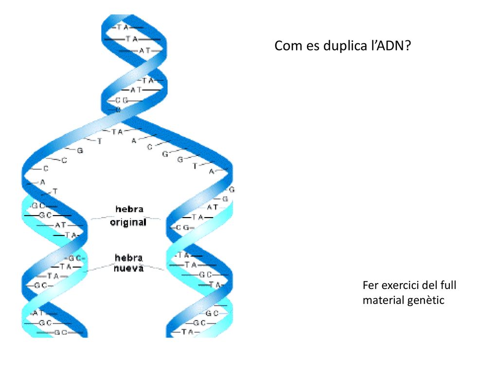 Com es duplica l’ADN Fer exercici del full material genètic
