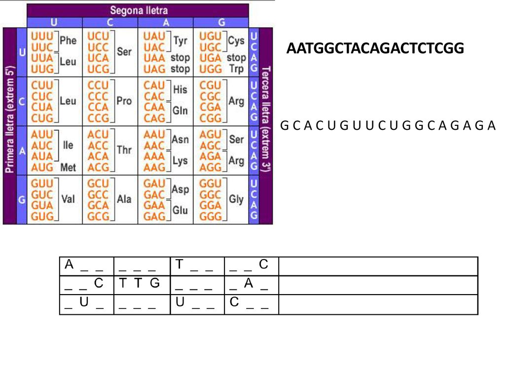 AATGGCTACAGACTCTCGG G C A C U G U U C U G G C A G A G A