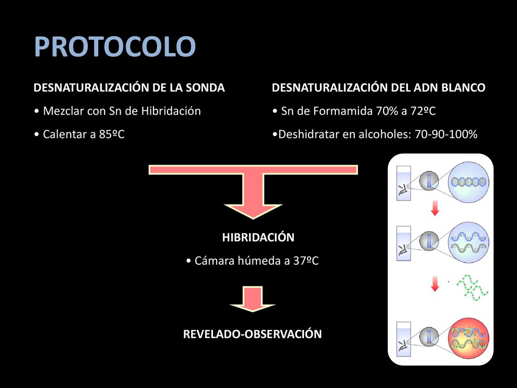 PROTOCOLO DESNATURALIZACIÓN DE LA SONDA Mezclar con Sn de Hibridación